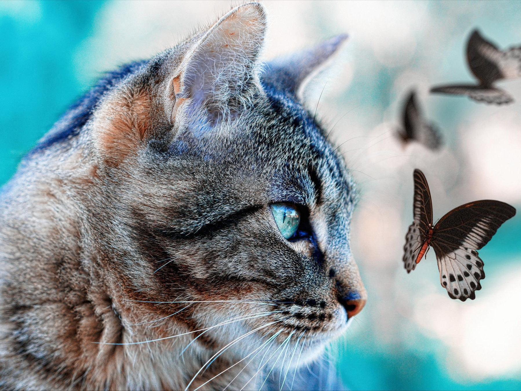 Grey Calico 5D diamond painting kit full drill DIY art by Azurra Shop