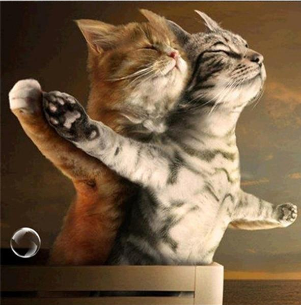 Cat diamond painting kit – 12x12" charming animal art for cat lovers by Azurra Shop