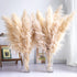 Tall Pampas Grass — set of 10, natural dried phragmites bouquet for boho home and wedding decor — Azurra Shop
