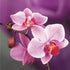 Orchid Diamond Painting in Pink - 5D DIY Diamond Art Kit 12X16" with Resin Drills | Azurra Shop