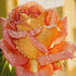 Finished sparkling coral rose diamond painting with a close up coral and yellow rose covered in dew drops | Azurra Shop